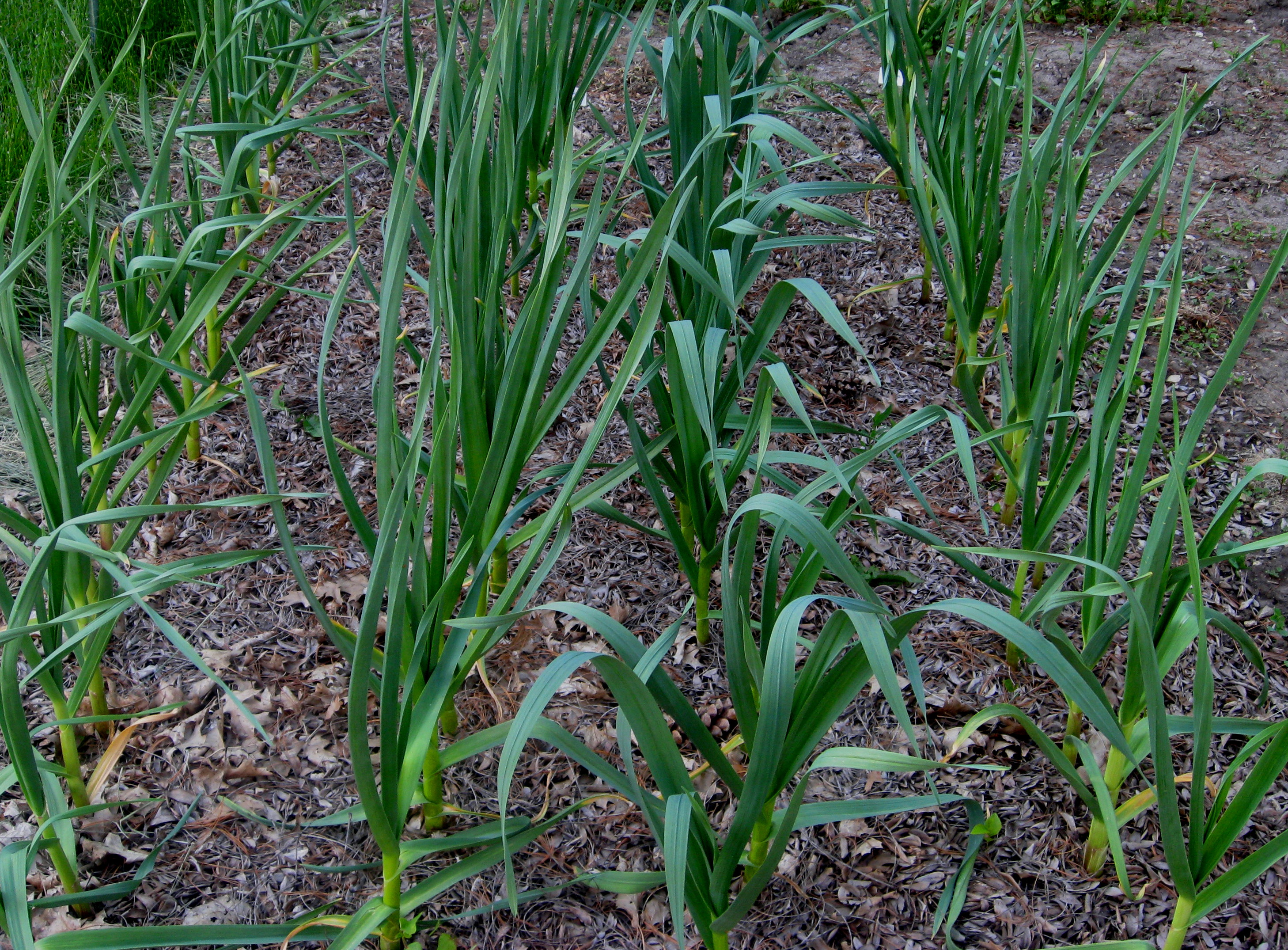 Чем подкормить чеснок ранней весной. Красивый лук чеснок на грядке. Фото чеснок крупный с грядки. Первый лук весной фото. Spring garlic.